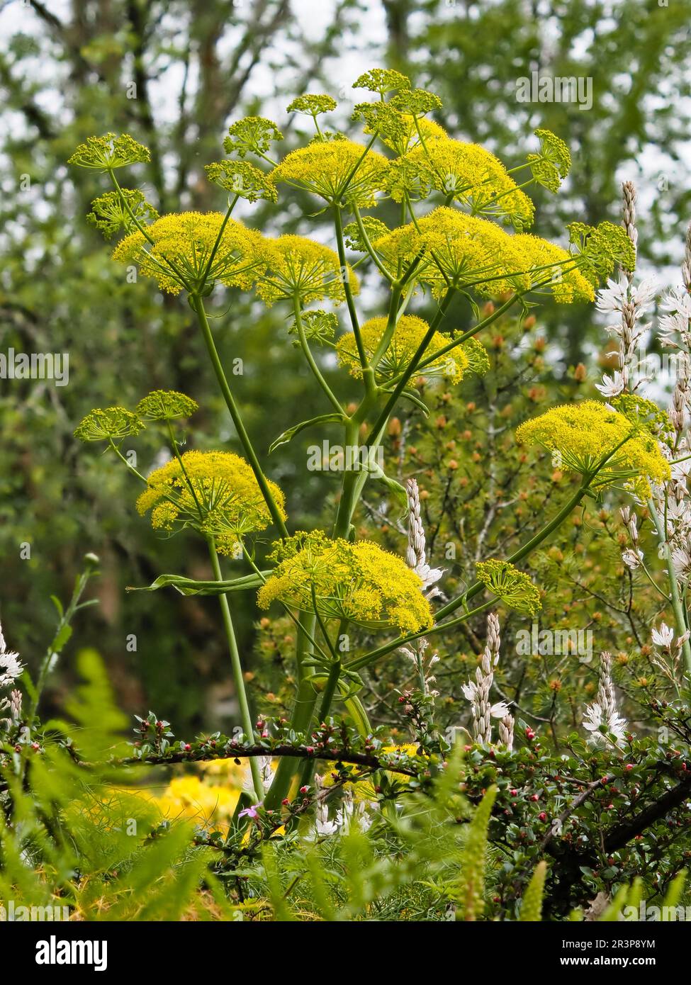 Gelbe Umbelliferblüten des unparfümierten, harten, riesigen Fenchels, Ferula communis Stockfoto