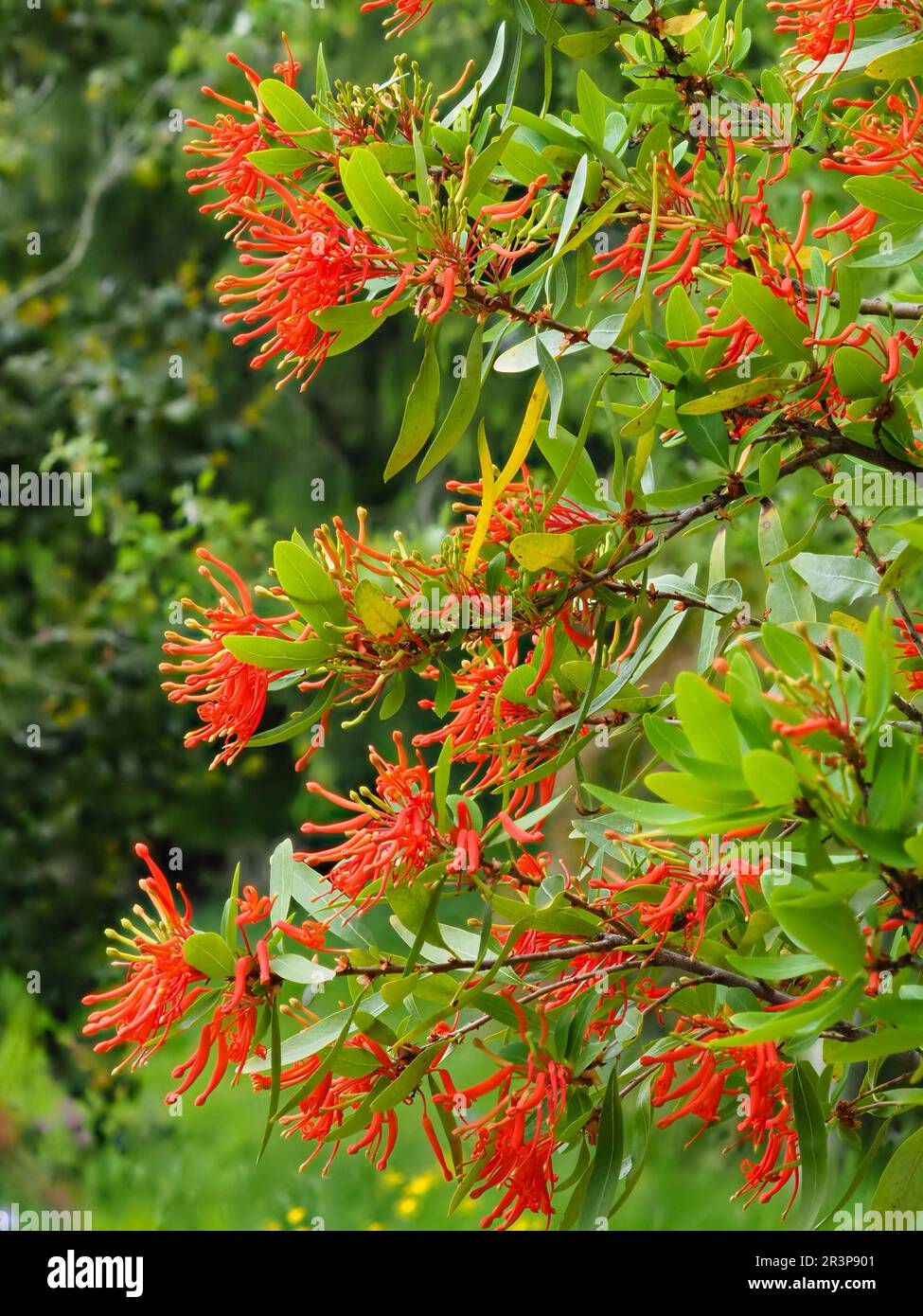 Exotische rote Blüten des im Frühling blühenden chilenischen Feuerbusches, Embothrium coccineum Stockfoto