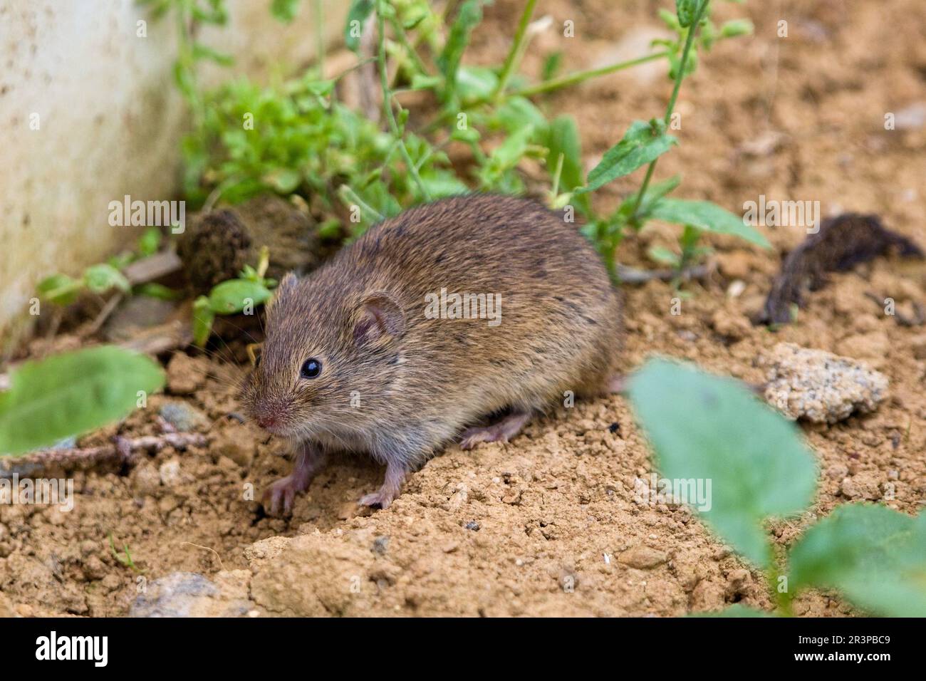 Die gemeine Wühlmaus (Microtus arvalis) in einem natürlichen Lebensraum Stockfoto