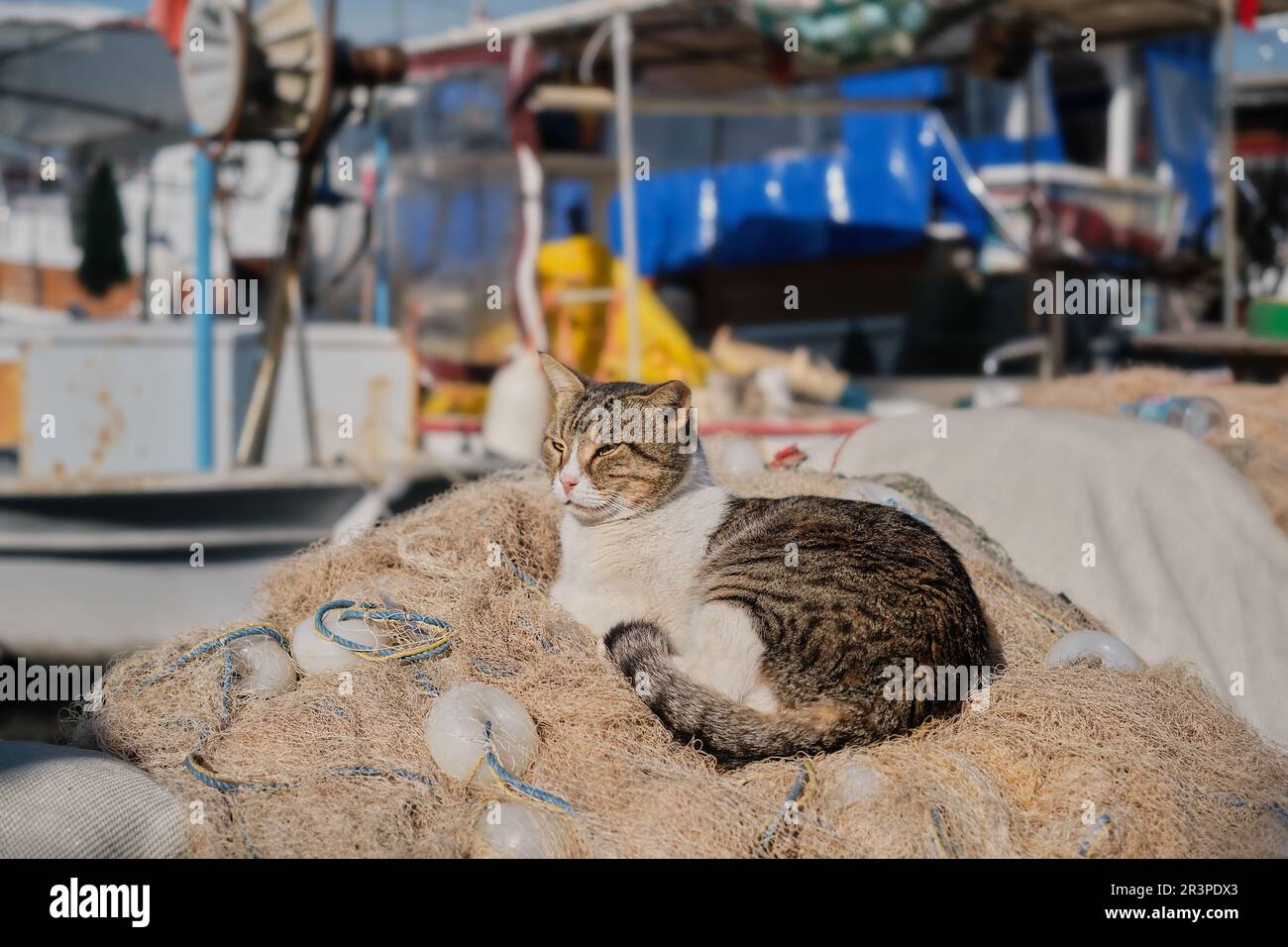 Obdachlose Katze schläft in Fischernetzen vor dem Hintergrund des Yachthafens, selektiver Fokus. Stockfoto