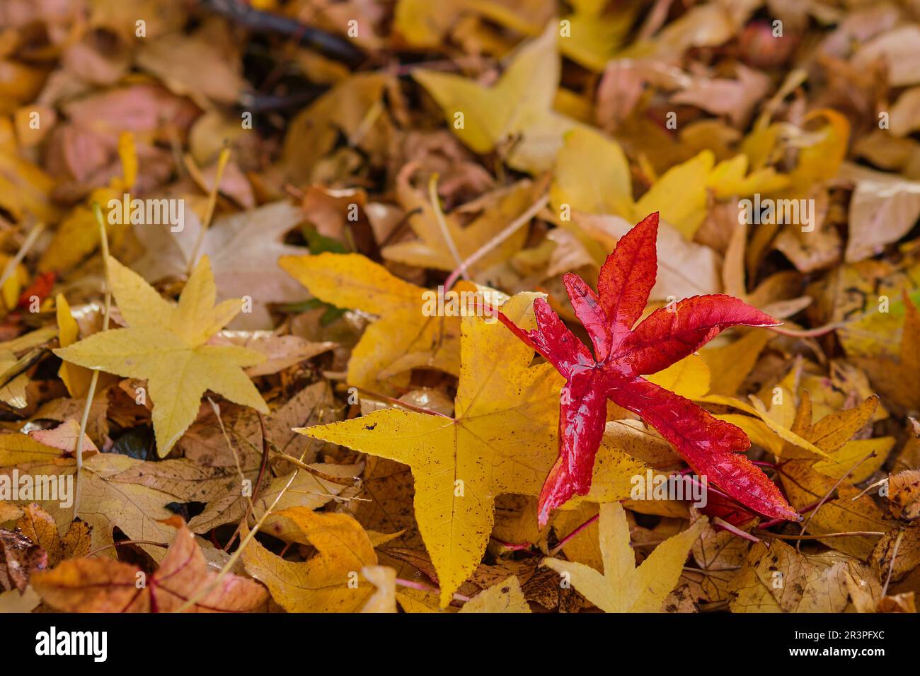 Gelbe und rote Ahornblätter auf dem Boden, Herbstidee für Hintergrund oder Tapete, Blätter fallen. Selektiver Fokus auf rotes Blatt Stockfoto