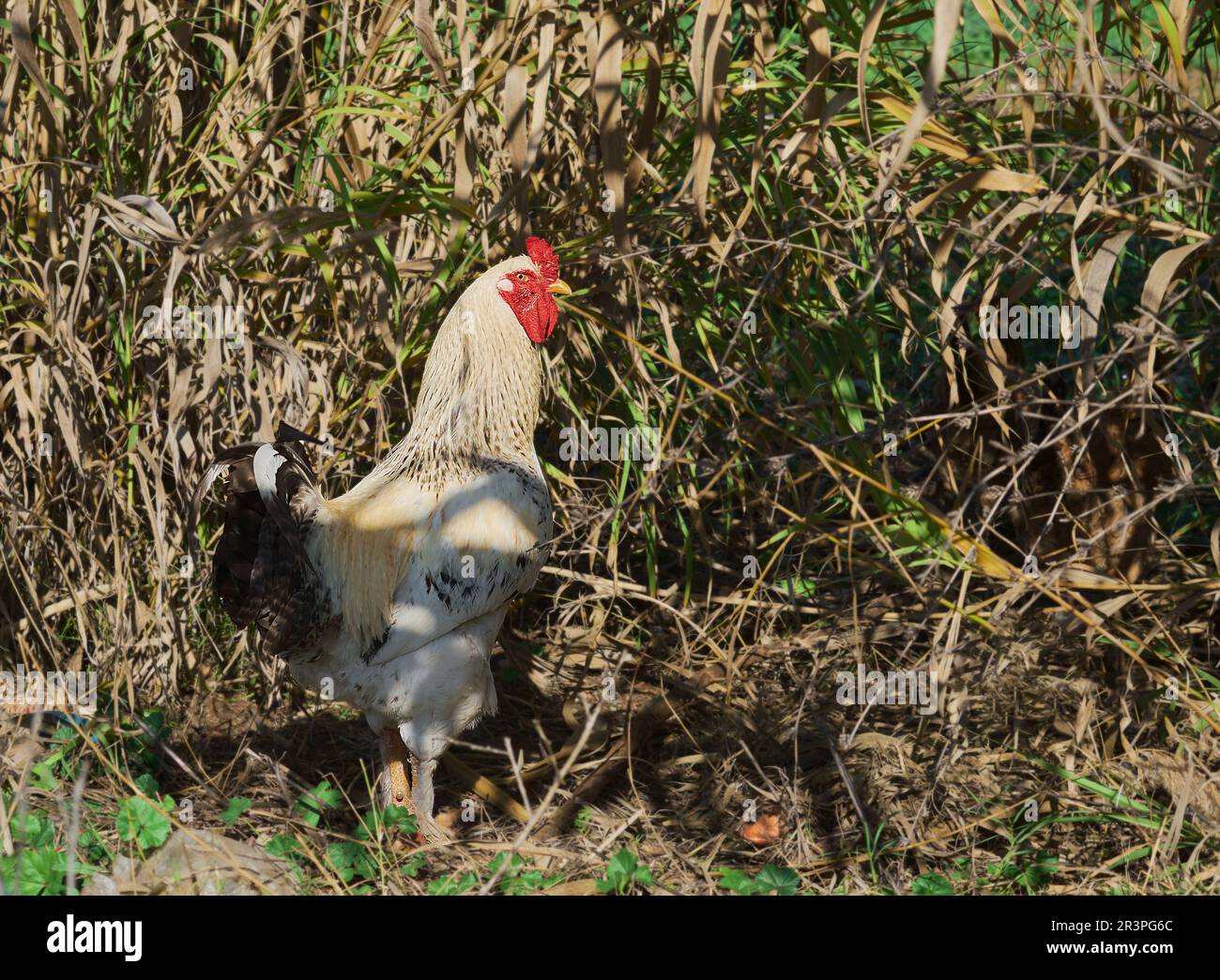 Der Hahn an der Stange schaut in die Kamera. Hahn auf dem Hintergrund eines Zitronenbaums im Betrieb, frei weidende Tiere und Vögel, Landwirtschafts- oder Öko-Bauernhof ide Stockfoto