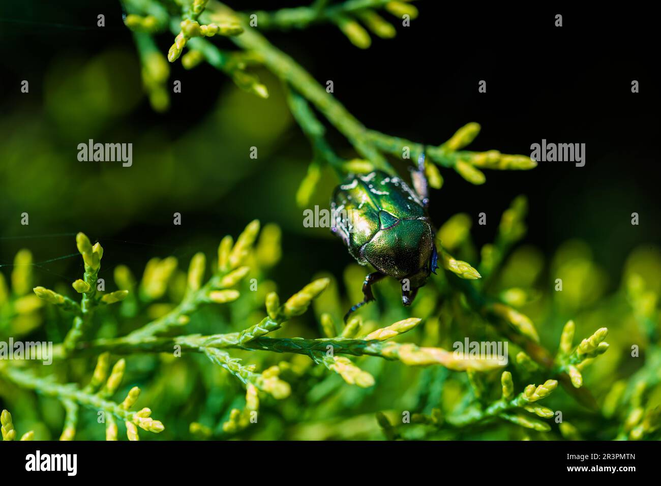 Makroaufnahme eines wunderschönen, metallischen, glänzenden Grün- und Kupferkäfers (Protaetia cuprea) auf grünem Blatt, umgeben von Vegetation im Frühling. Protaetia cupr Stockfoto