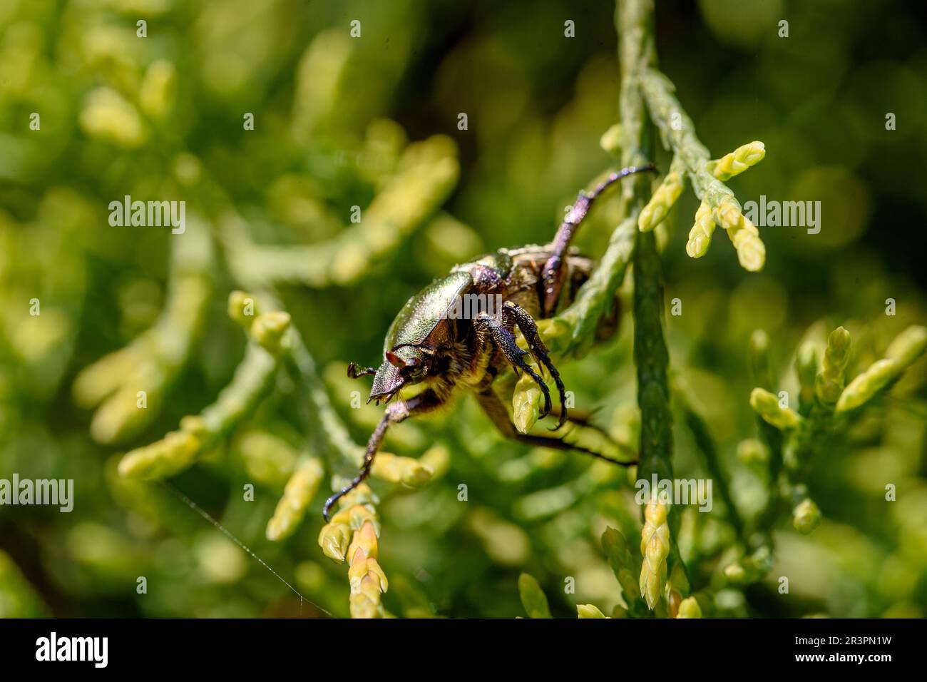 Makroaufnahme eines wunderschönen, metallischen, glänzenden Grün- und Kupferkäfers (Protaetia cuprea) auf grünem Blatt, umgeben von Vegetation im Frühling. Protaetia cupr Stockfoto