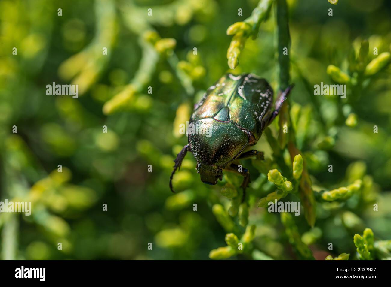Makroaufnahme eines wunderschönen, metallischen, glänzenden Grün- und Kupferkäfers (Protaetia cuprea) auf grünem Blatt, umgeben von Vegetation im Frühling. Protaetia cupr Stockfoto