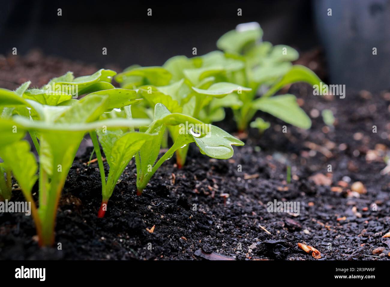 Nahaufnahme kleiner im Boden wachsender Radieschen-Setzlinge Stockfoto