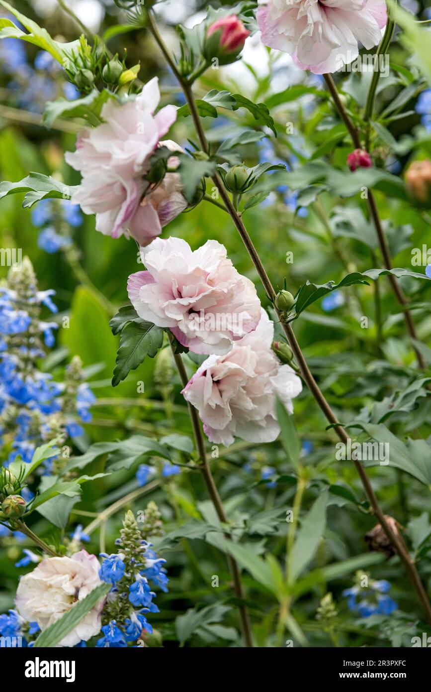 althaea, Rose of Sharon (Hibiscus syriacus French Cabaret Pastel), blühend, Cultivar French Cabaret Pastel, Europa, Bundesrepublik Stockfoto