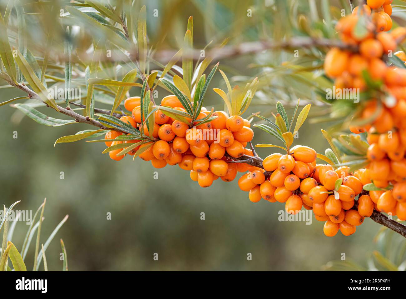 Seezungendorn (Hippophae rhamnoides Orange Energy), Früchte auf einem Zweig, Kultivar Orange Energy Stockfoto
