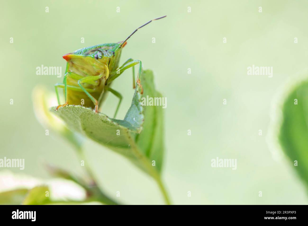 Hawthorn Shieldbug (Acanthosoma haemorrhoidale), auf einem Blatt, Vorderansicht, Deutschland, Bayern Stockfoto