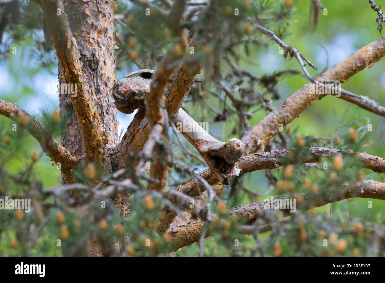 wolverine (Gulo gulo), zog einen Knochen in den Baumkronen einer Kiefer, Skandinavien Stockfoto