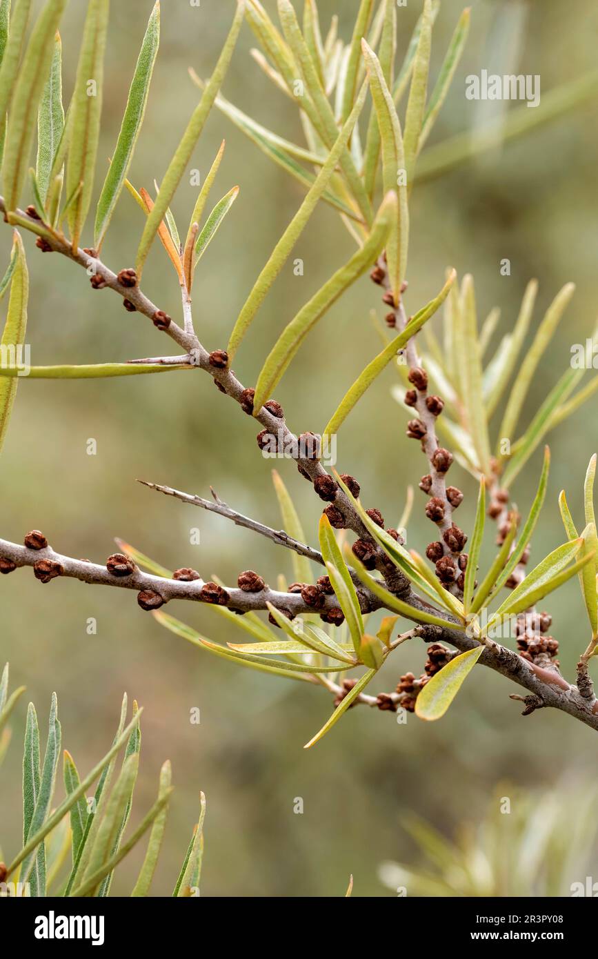 Seedorn (Hippophae rhamnoides Pollmix 2), Zweig mit männlichen Blüten Stockfoto