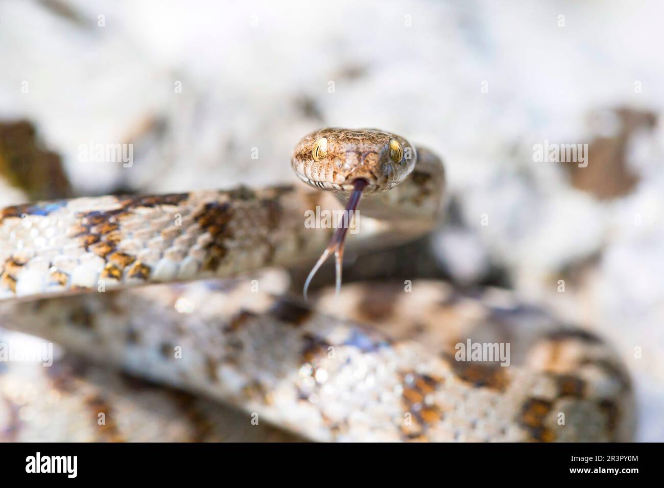 Katzenschlange, Europäische Katzenschlange (Telescopus fallax), die ihre Zunge ein- und ausstreckt, Kroatien, Cres Stockfoto