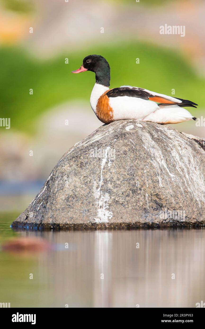 Gewöhnliche Sheldute (Tadorna tadorna), hoch oben auf einem Stein im Wasser, Seitenansicht, Schweden, Oeland Stockfoto