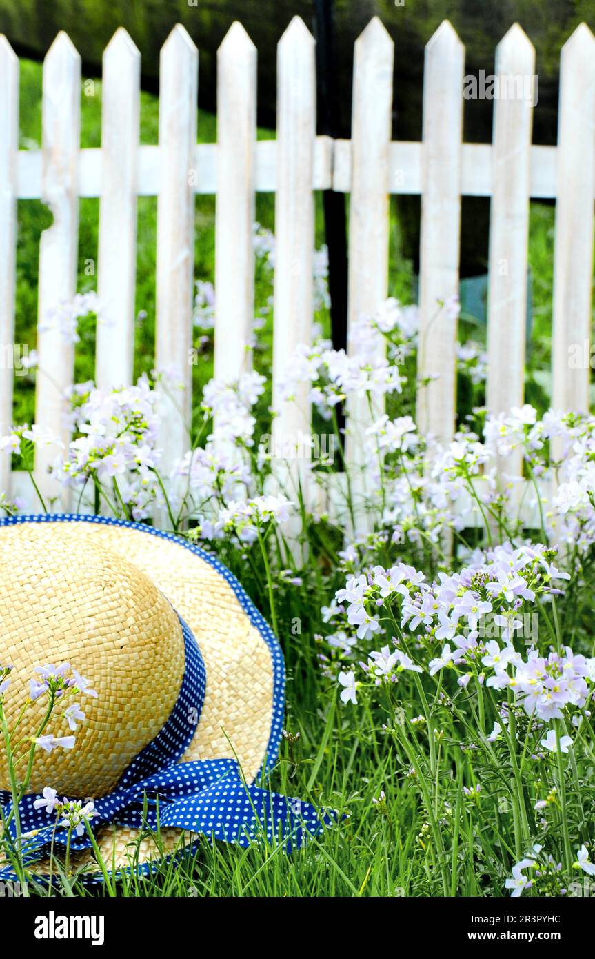 Moorrosa, Kuckucksblume, Frauensauce, Milchmädchen (Kardamine pratensis), blühend in einem Garten, Strohhut und Gartenzaun Stockfoto