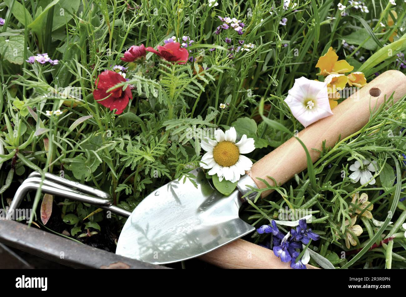 Kleine Schale mit Blumen in einem Garten Stockfoto