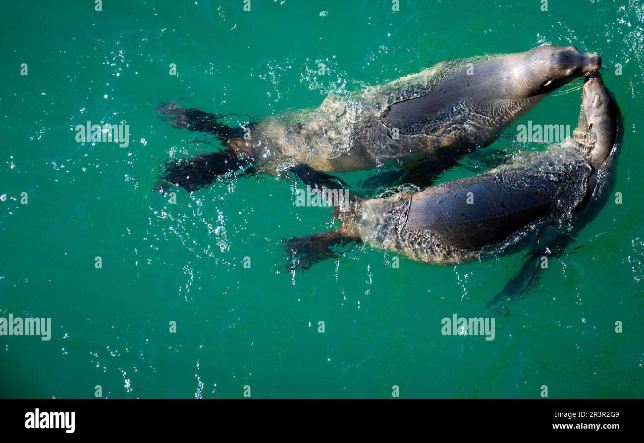Seal-ly Sweethearts: Ein zarter Moment an der Santa Cruz Wharf Stockfoto