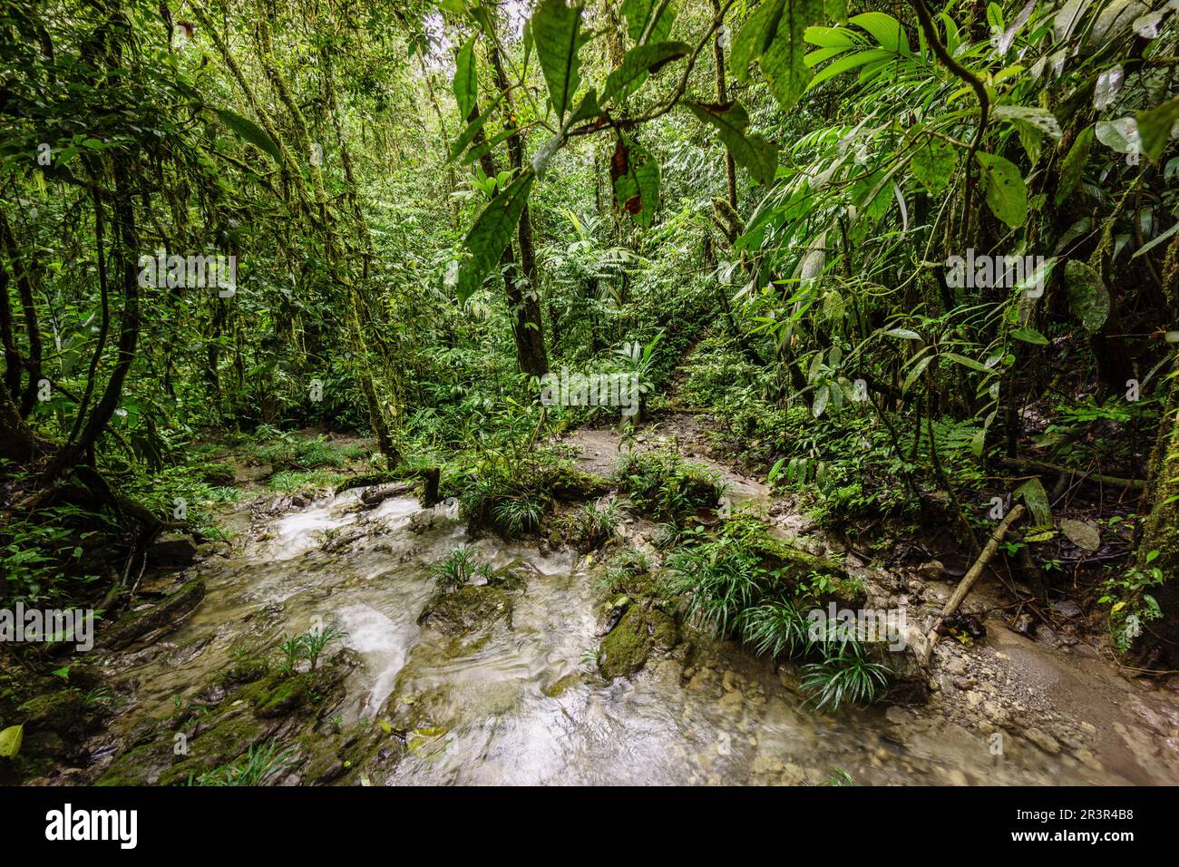 Bosque tropischen Cerca De La Parroquia (Lancetillo), El-Quiche, Sierra de Los Cuchumatanes, Guatemala, Mittelamerika. Stockfoto