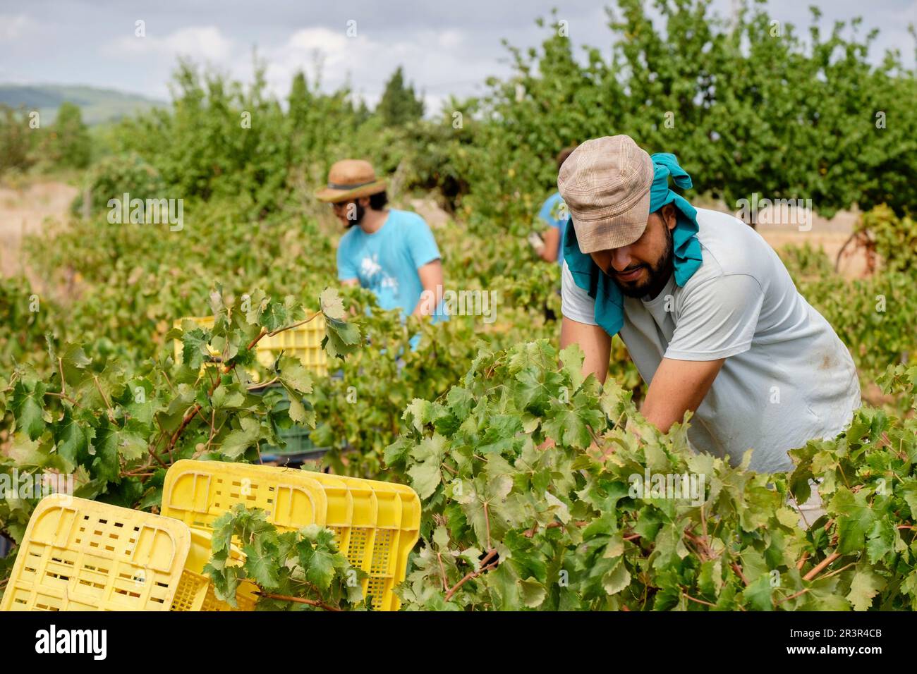 Vendimia de uva Premsal, Finca de Camí de Felanitx, Celler Mesquida-Mora, Porreres, Mallorca, Balearen, Spanien. Stockfoto