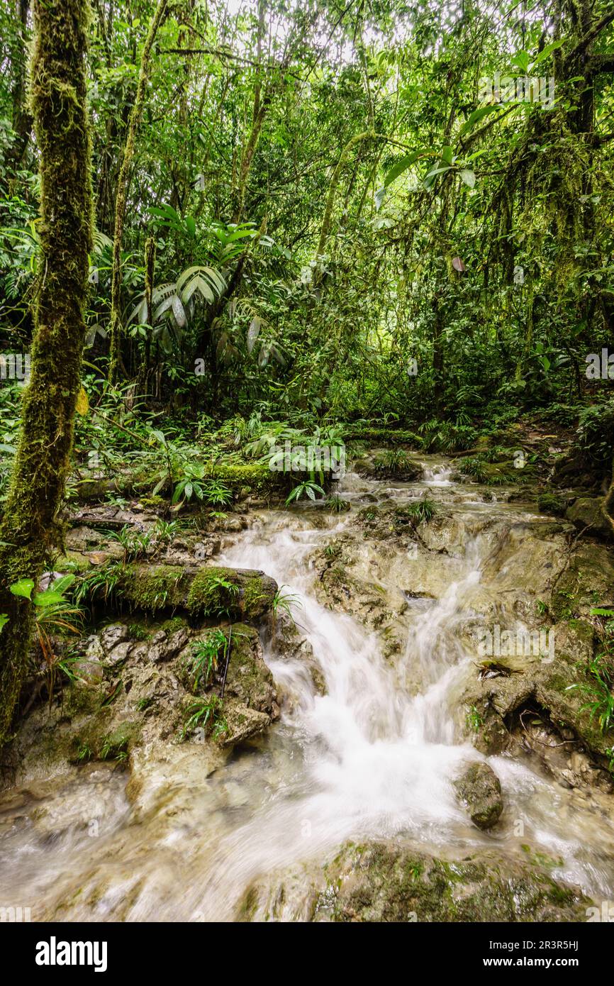 Bosque tropischen Cerca De La Parroquia (Lancetillo), El-Quiche, Sierra de Los Cuchumatanes, Guatemala, Mittelamerika. Stockfoto