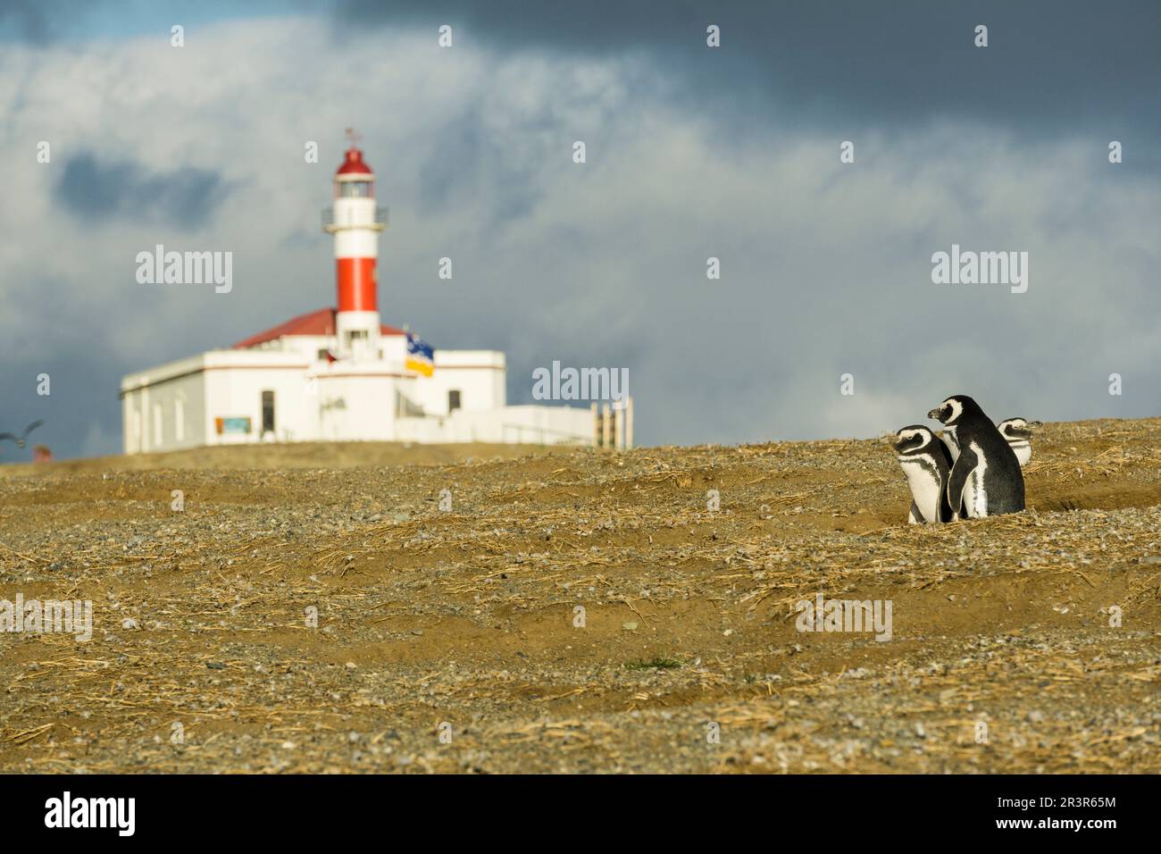 Colonia de Pingüinos erhalten, - magallanicos Spheniscus magellanicus -, Isla Magdalena, Estrecho de Magallanes, Patagonien, República de Chile, América del Sur. Stockfoto