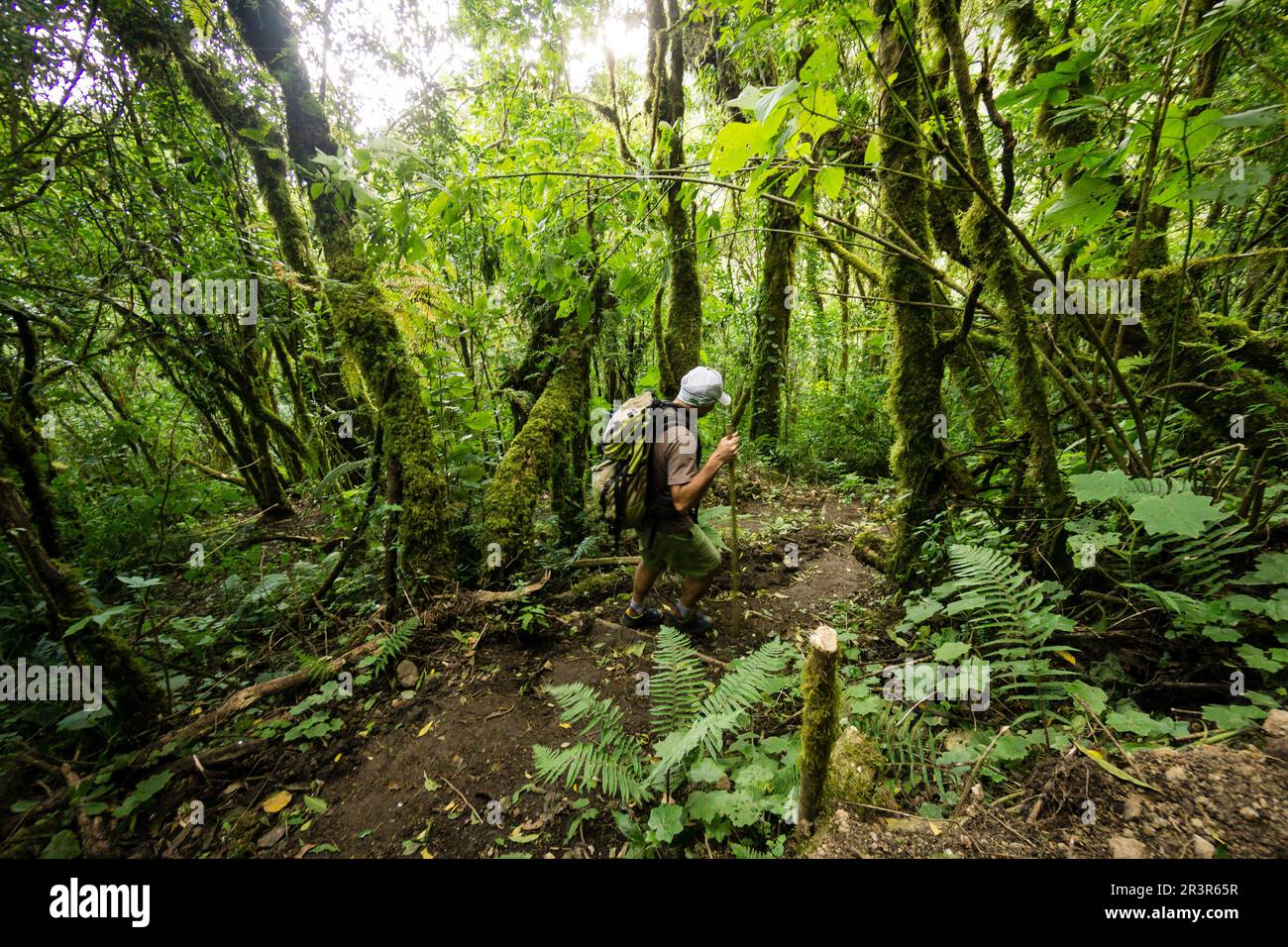 Bosque Nuboso de Las Laderas del Volcán Tolimán, Lago de Atitlán, Guatemala, Mittelamerika. Stockfoto