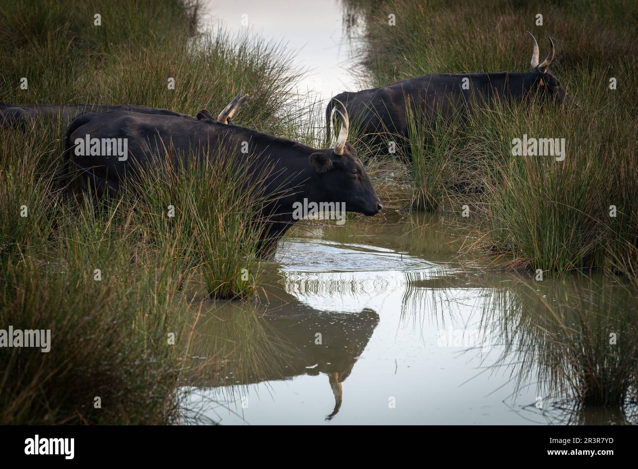 Bullen in der camargue, auf der anderen Seite des Flusses, Frankreich Stockfoto