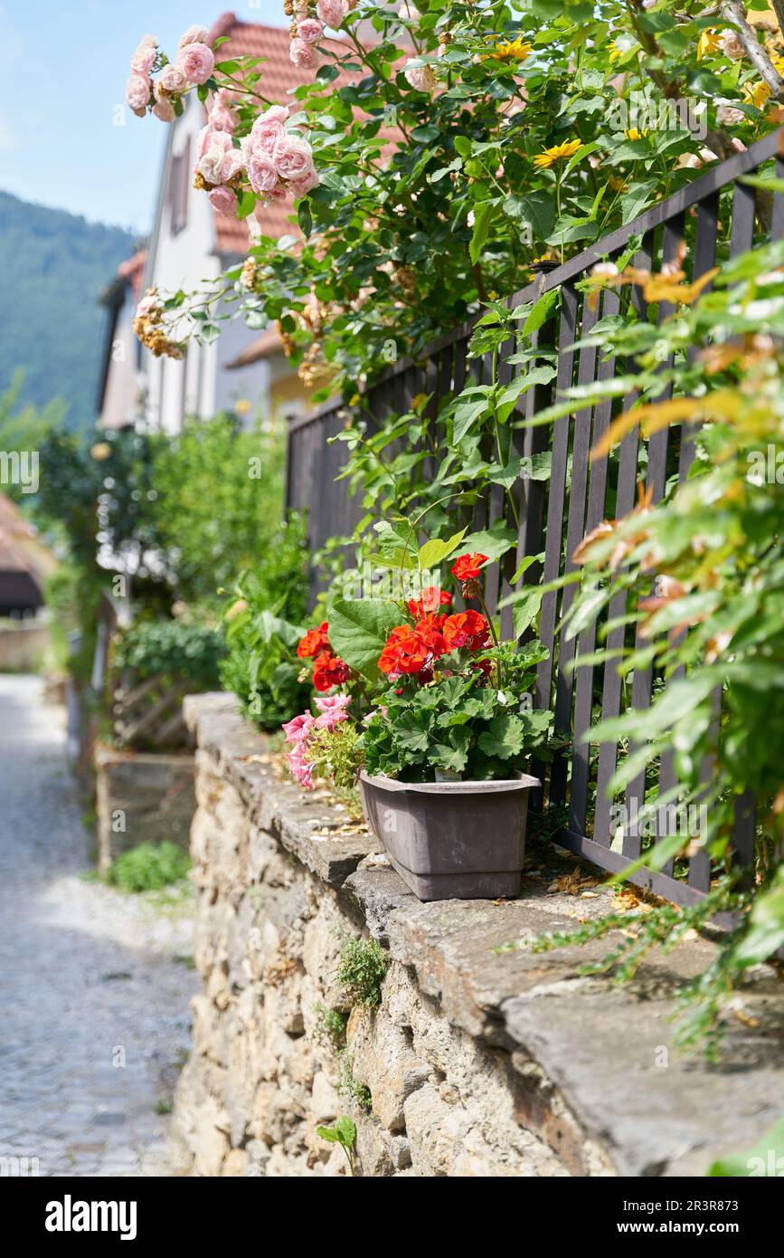 Geranien österreich -Fotos und -Bildmaterial in hoher Auflösung – Alamy