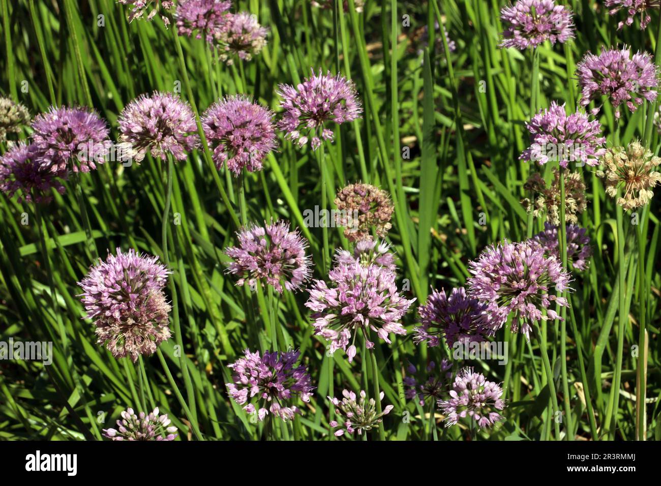 Sibirischer Lauch (Allium nutans) im botanischen Garten Stockfoto