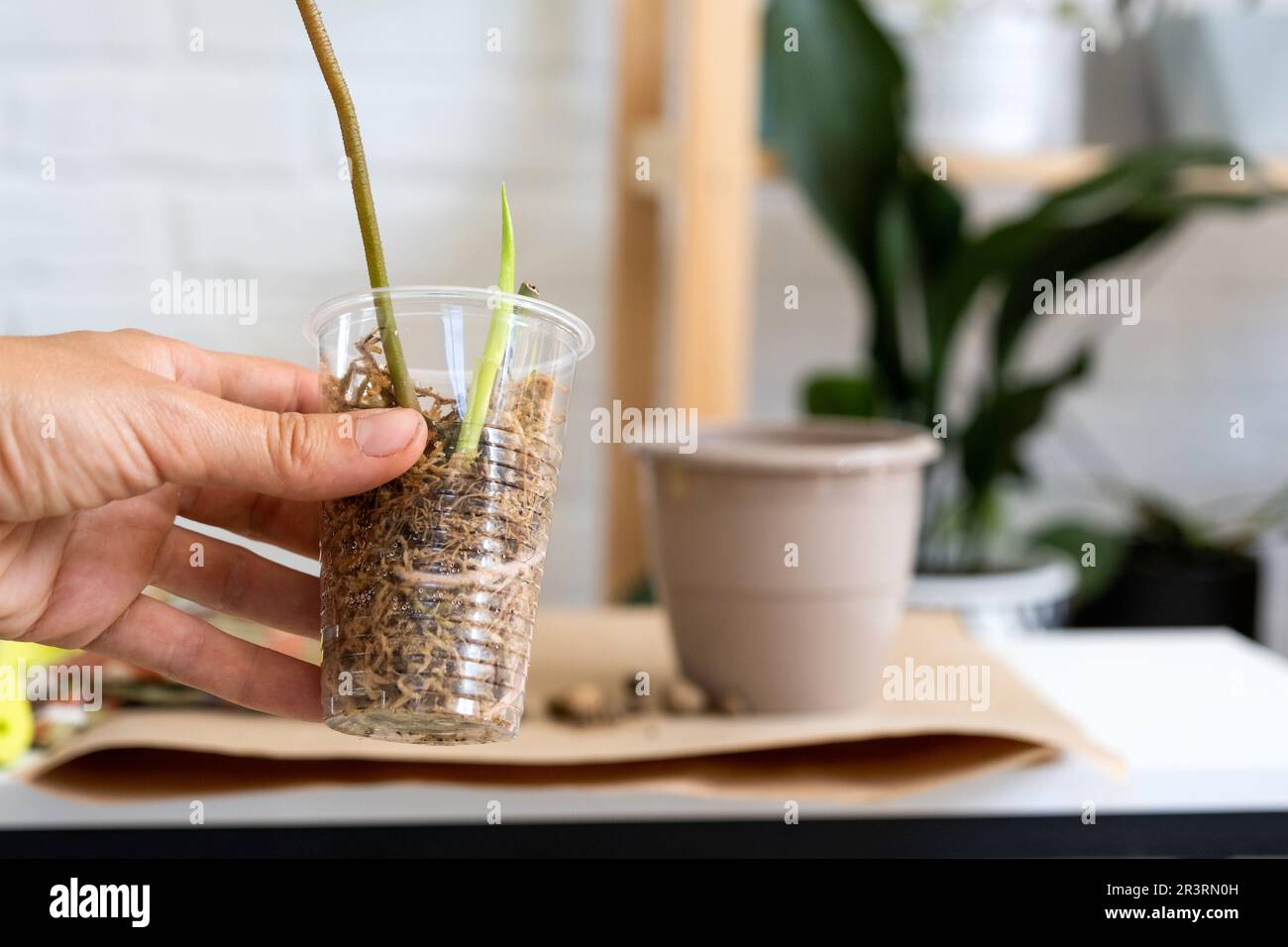 Der Stiel einer Hauspflanze mit Wurzeln zur Fortpflanzung und Pflanzung mit einem Topf mit Erde. Hobbys und Pflege von Topfpflanzen, Stockfoto