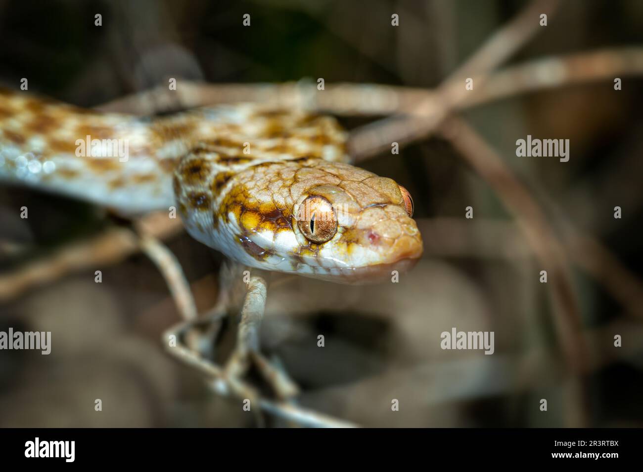 Katzenaugenschlange, Madagascarophis colubrinus, Kirindy Forest, Madagaskar Stockfoto