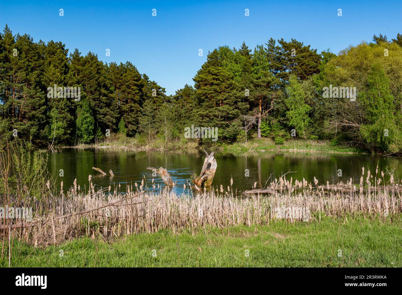 Ein kleiner malerischer Teich, umgeben von Kiefern und einer Küste, die mit Kattail überwuchert ist Stockfoto