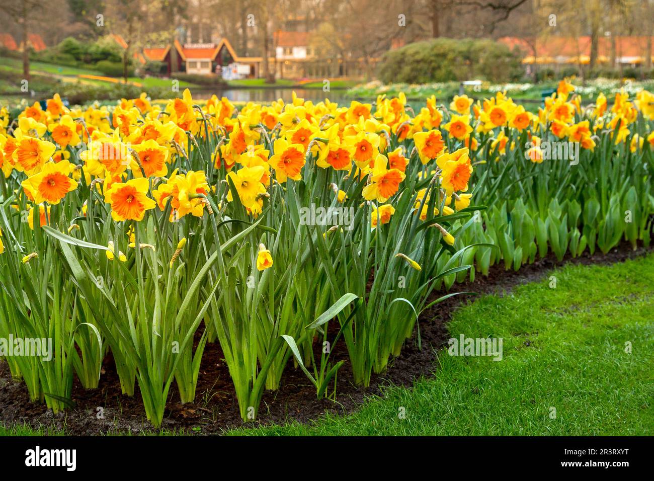 Narzissen in den Gärten des Keukenhof, Niederlande Stockfoto