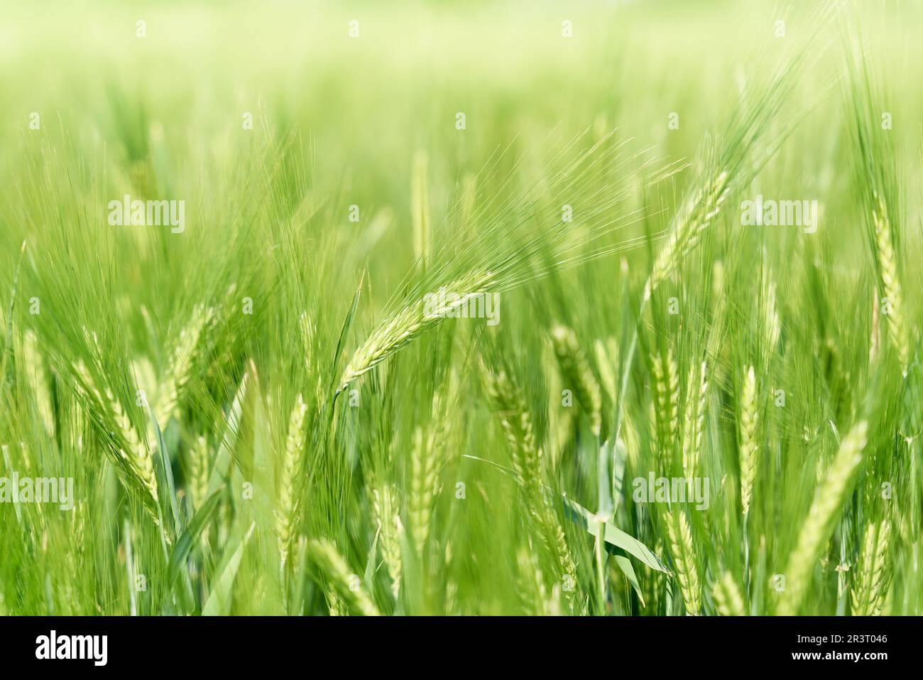 Gerste auf einem Feld, das im Sommer von Licht überflutet wurde Stockfoto