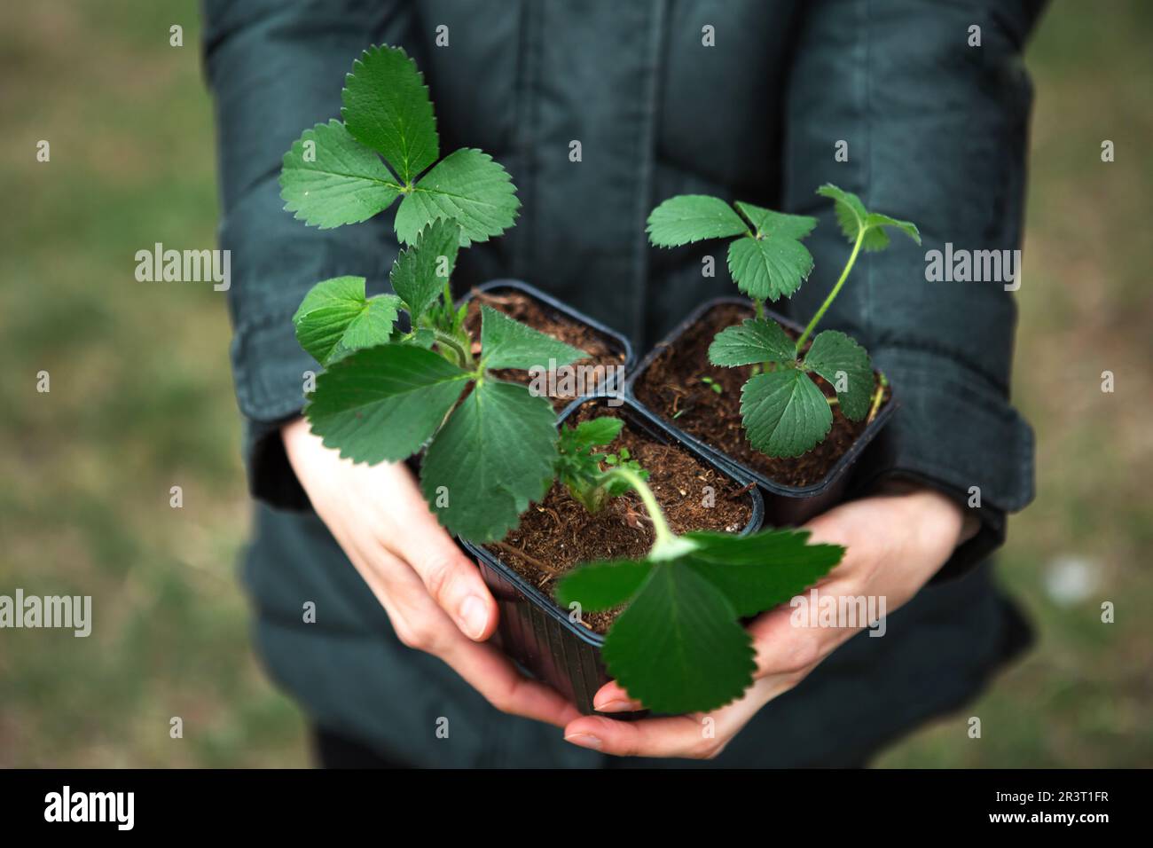 Erdbeerkeimlinge im Topf in den Händen eines Bauern, bereit, im Garten zu Pflanzen. Vorbereitung zum Anpflanzen, Anbau von natürlichem Bauch Stockfoto