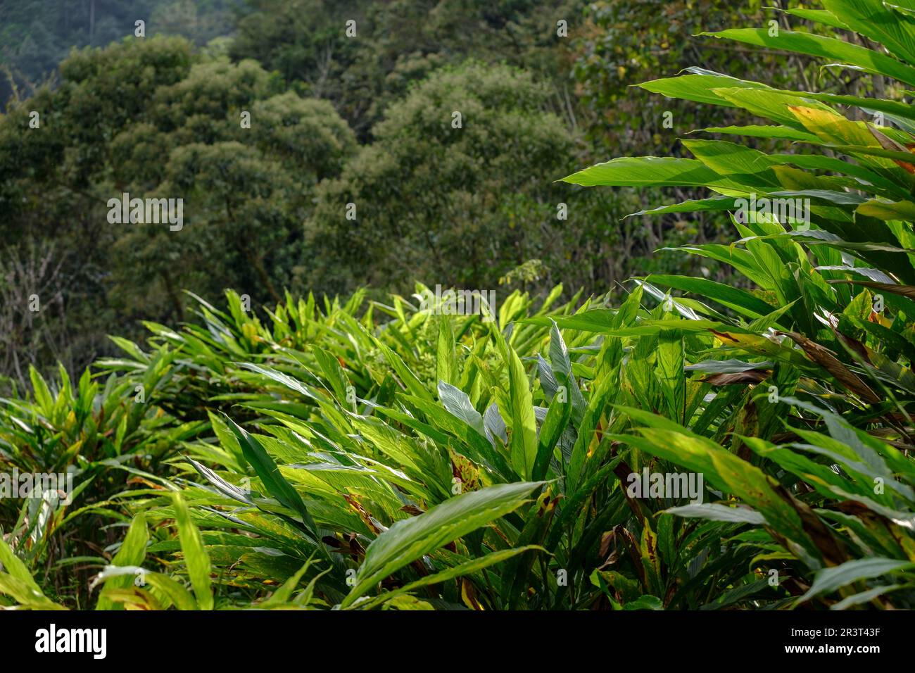 plantacion de cardamomo junto al rio Cuatro Chorros, La Parroquia, Zona Reina, Quiche, Guatemala, Zentralamerika. Stockfoto