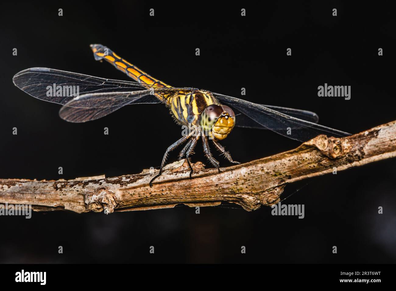 Nahaufnahme von Dragonfly hoch oben auf einem Ast, trockenem Holz und Naturhintergrund, selektiver Fokus, Insektenmakro, farbenfrohes Insekt in Thailand. Stockfoto
