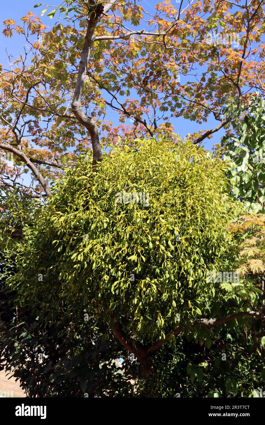 Weißer Mistelzweig (Viscum Album) Stockfoto