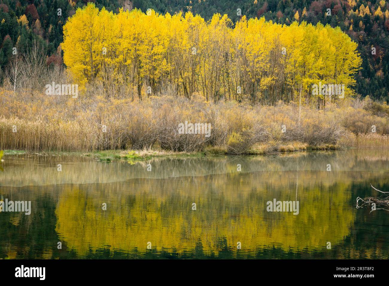 Grupo de Alamos en el Embalse de Pineta, Populus Alba, Valle de Pineta, Parque Nacional de Ordesa y Monte Perdido, Provincia de Huesca, Comunidad Autónoma de Aragón, Cordillera de Los Pirineos, Spanien, Europa. Stockfoto