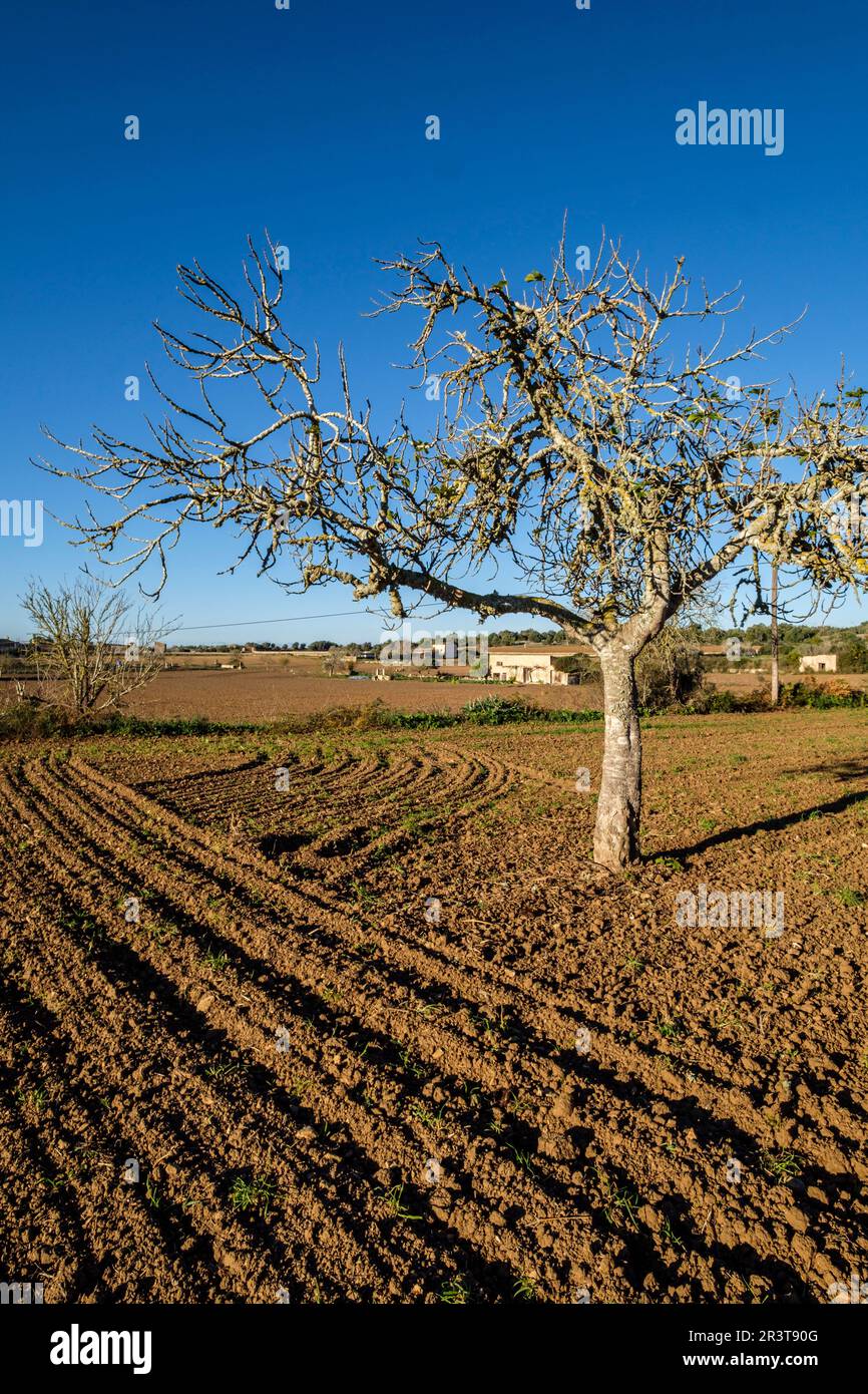 Pflügefeld, Lloret de Vista Alegre, Mallorca, Balearen, Spanien. Stockfoto