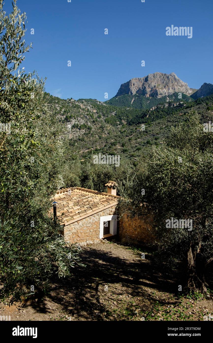 Olivar de monnàber y Penyal des Migdia, 1401 Metros, Municipio de Fornalutx, Mallorca, Balearen, Spanien. Stockfoto