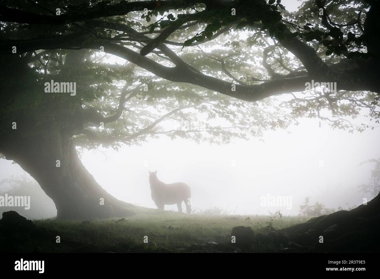 Caballo Bajo Las Hayas, Fagus Sylvaticus, Parque natural Gorbeia, Alava - Vizcaya, Euzkadi, Spanien. Stockfoto