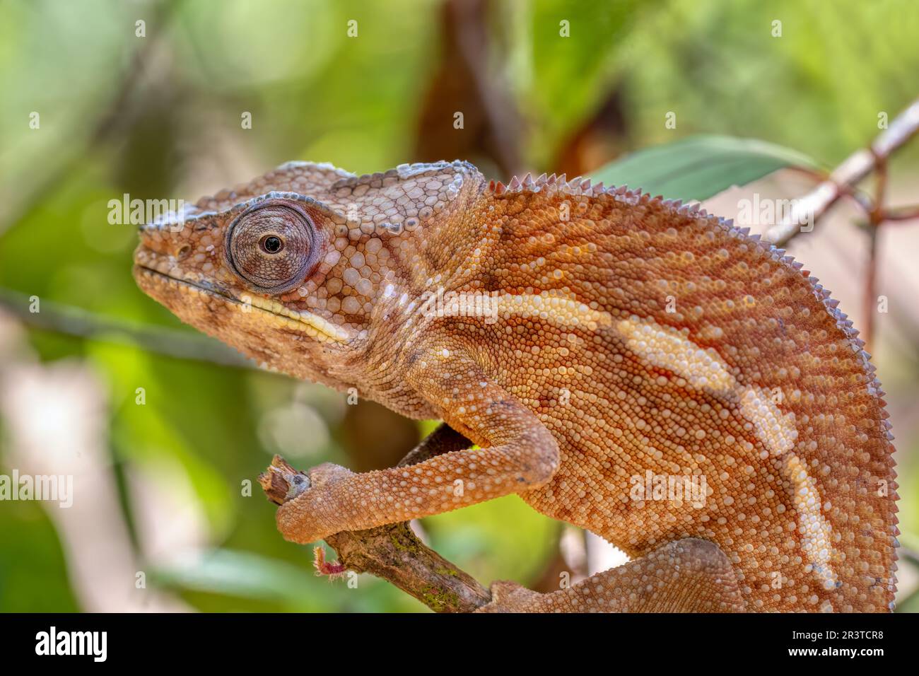 Engels Chamäleon, Furcifer angeli, Reserve Peyrieras Madagaskar exotische Tiere Stockfoto