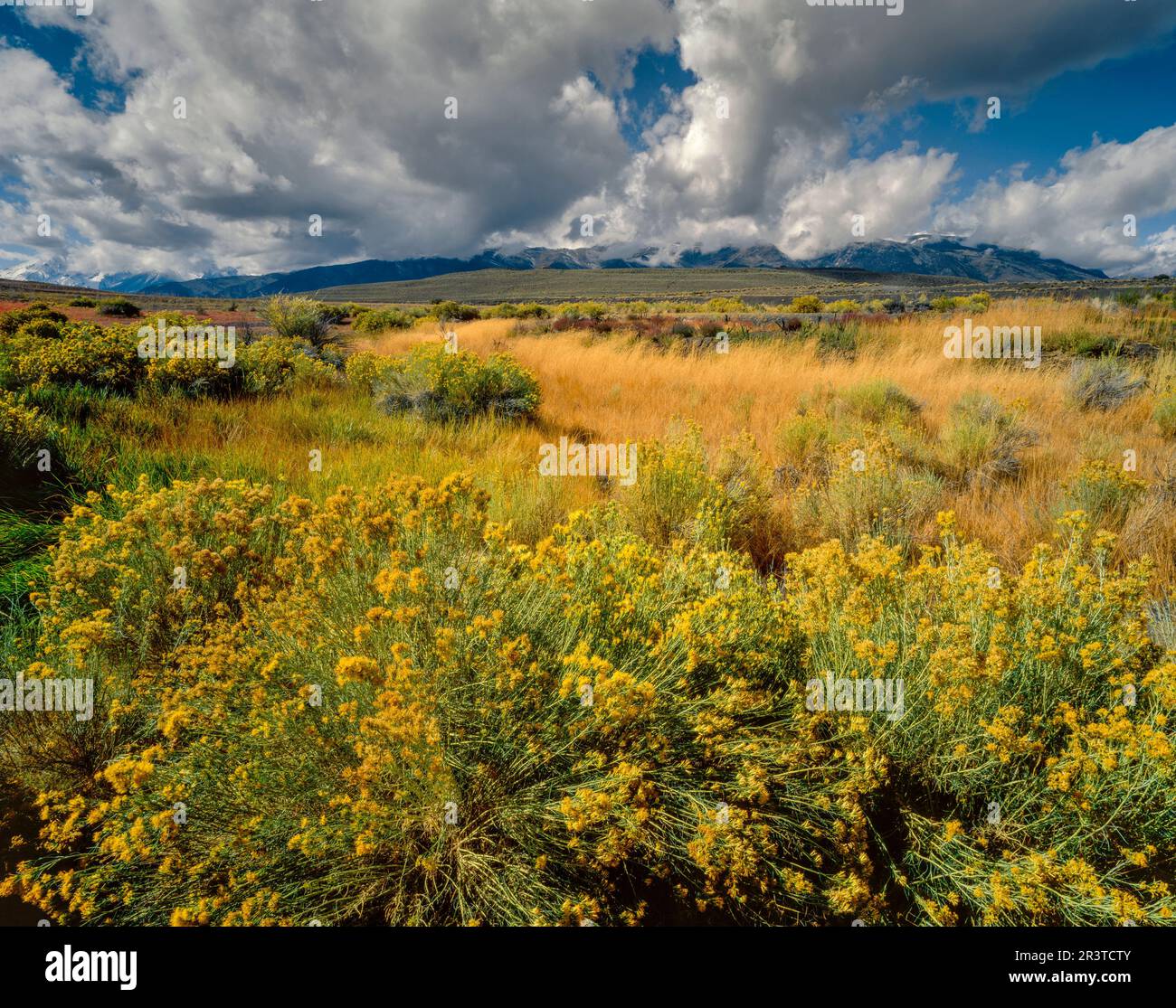 Rabbitbrush, Ericameria nauseosa, Clearing Storm, Mono Basin, Inyo National Forest, Kalifornien Stockfoto