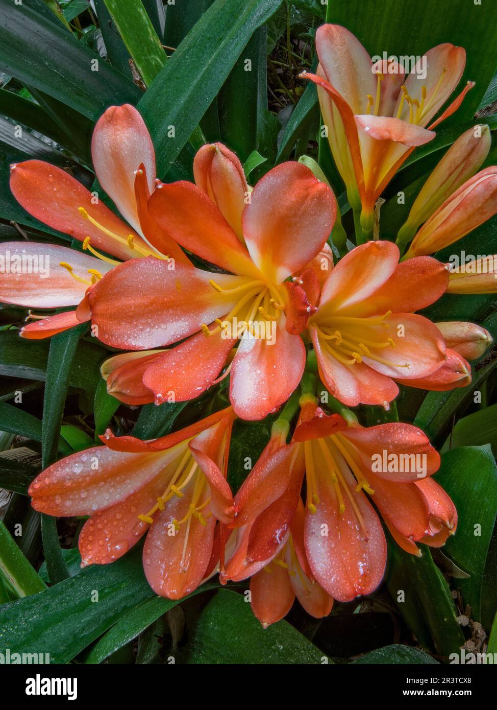 Clivia, der Amaryllidaceae, Kaffir Lily, Zypressen Garten, Mill Valley, Kalifornien Stockfoto