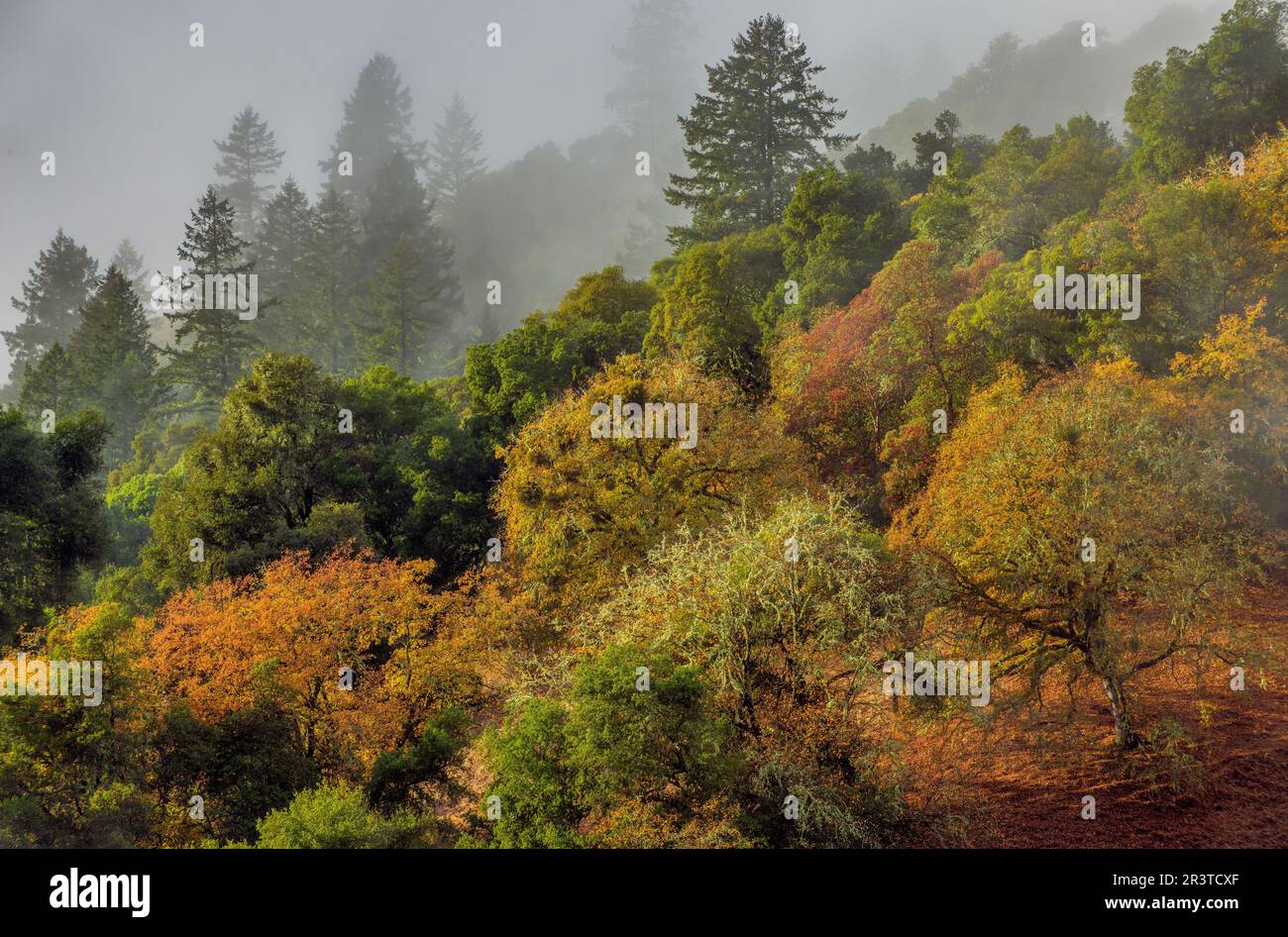 Lifting Fog, Acorn Ranch, Yorkville, Mendocino County, Kalifornien Stockfoto
