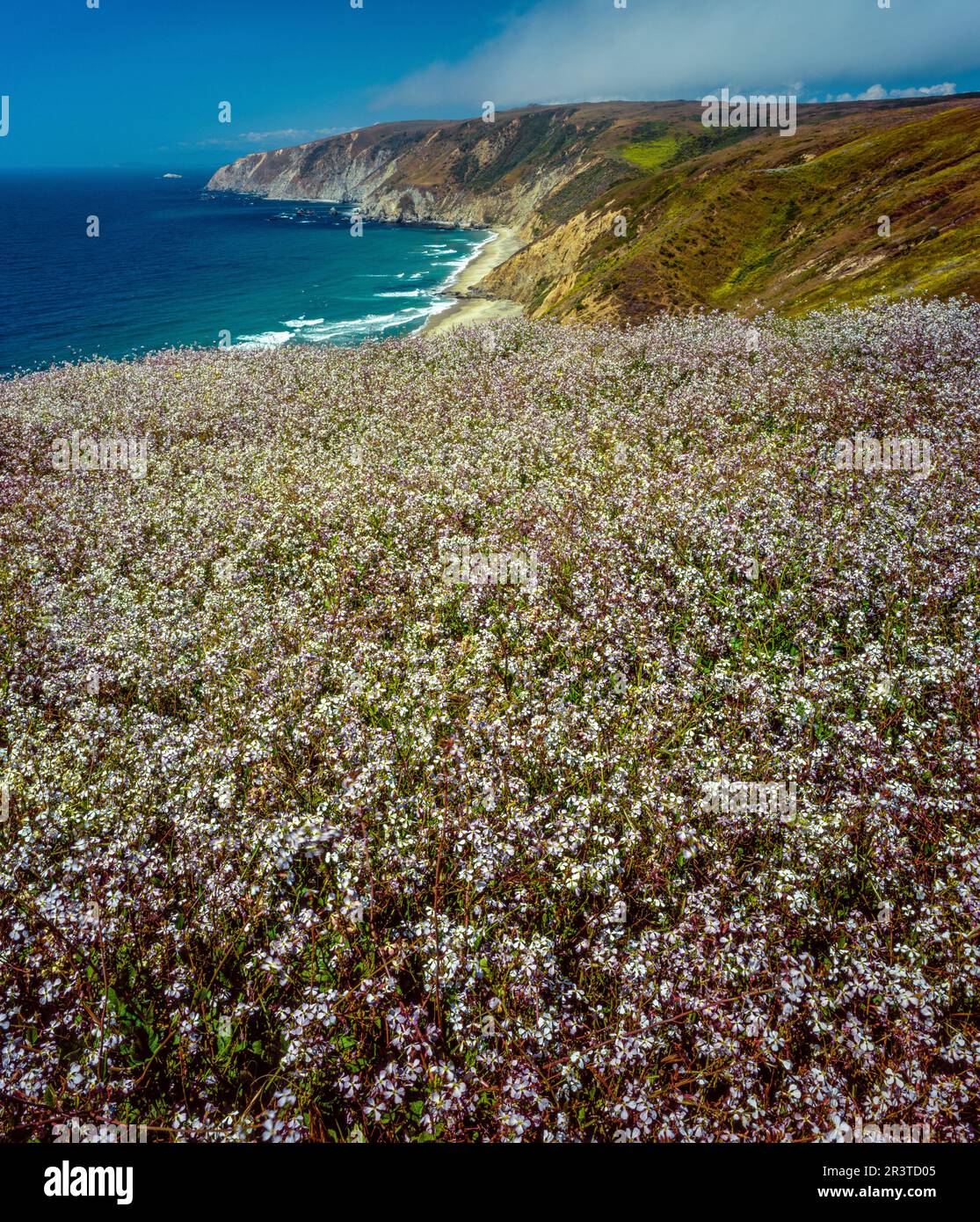 Wild Radish, Point Reyes National Seashore, Burton Wilderness, Marin County, Kalifornien Stockfoto