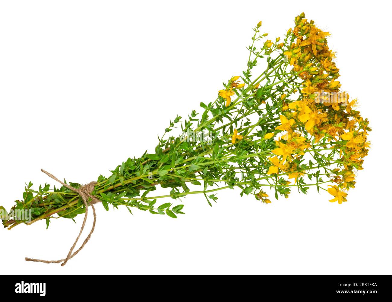 Heilpflanze: Hypericum perforatum. St. Johanniskraut Stockfoto