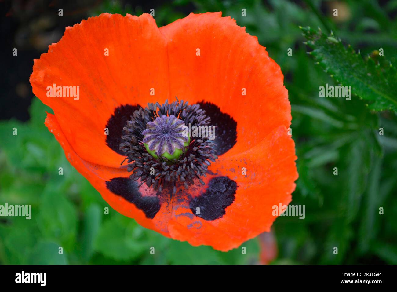 Orientalischer Mohn blüht im Garten, einzelne Blume Stockfoto