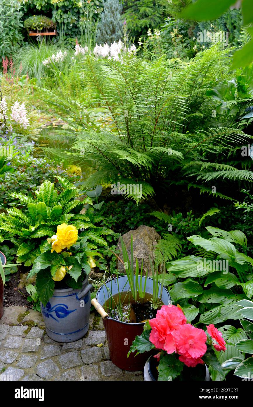 Verschiedene Pflanzen im Garten, Teichanlage Stockfoto