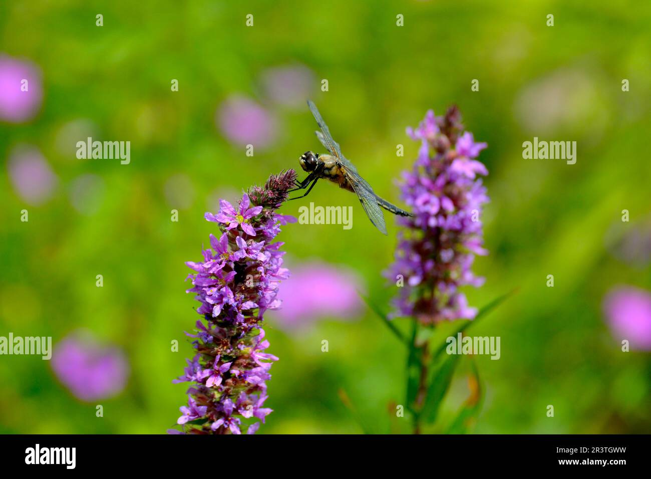 Lila Loosestrife (Lythrum salicaria) blüht am Teichrand, sitzt darauf vierfleckiger Verfolger (Libellula quadrimaculata) Stockfoto